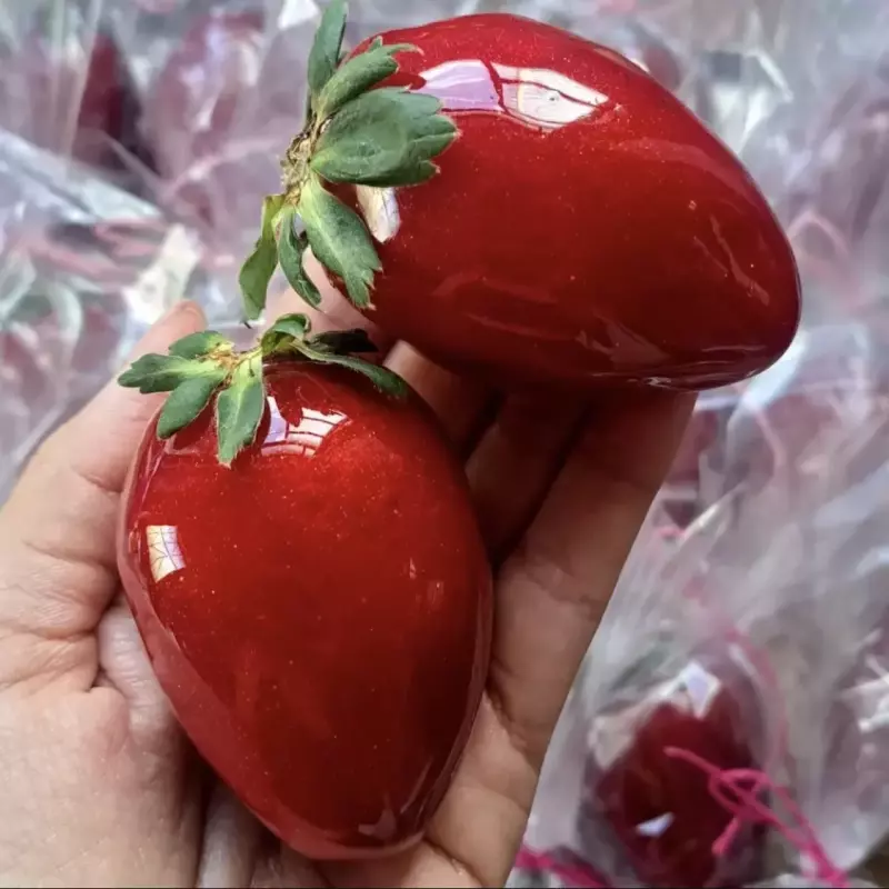 Morango do Amor(copy)