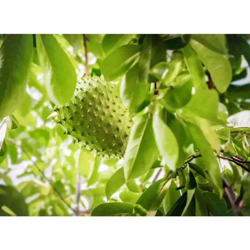Folha de Graviola 100g