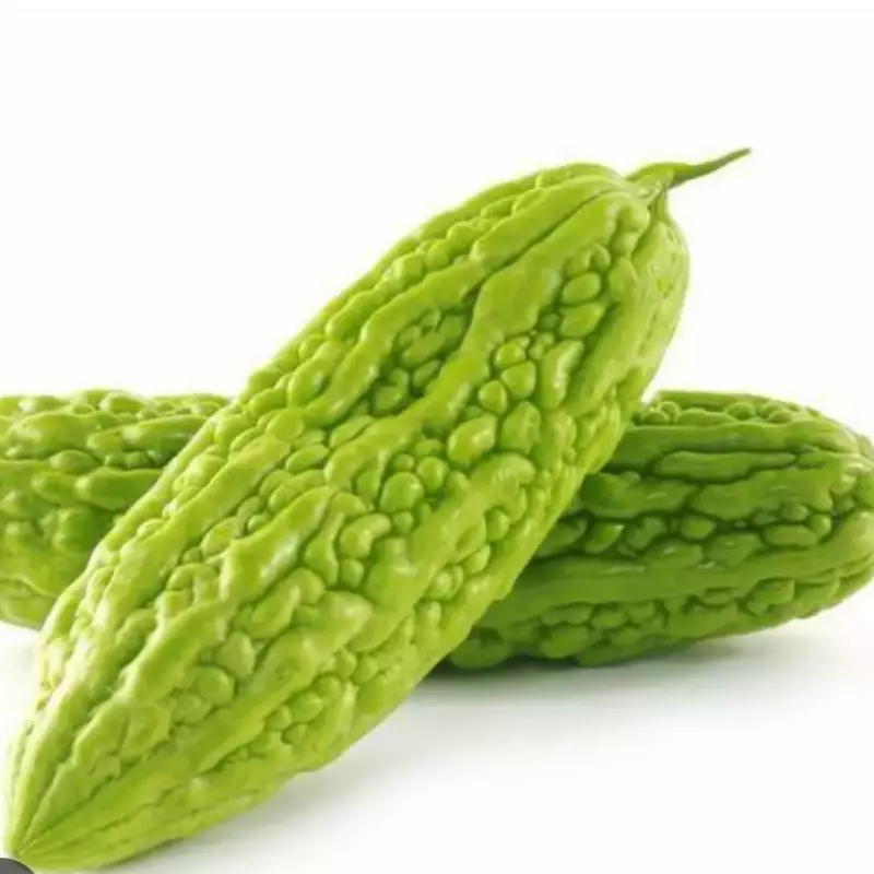 苦瓜 pepino amargo