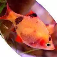 Barbus Sumatra Vermelho