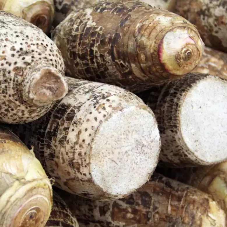 Malanga10lb
