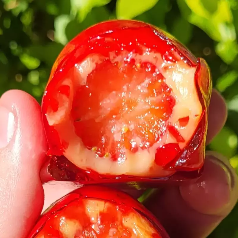 Mini morango do amor