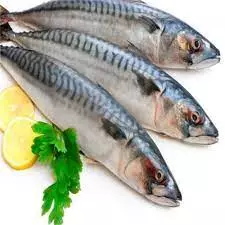 Peixe Cavalinha Corrali - 2343