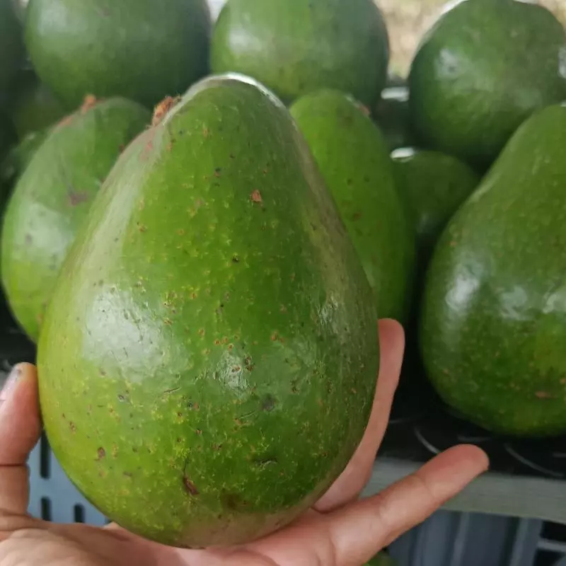 Aguacate semil 15.000
