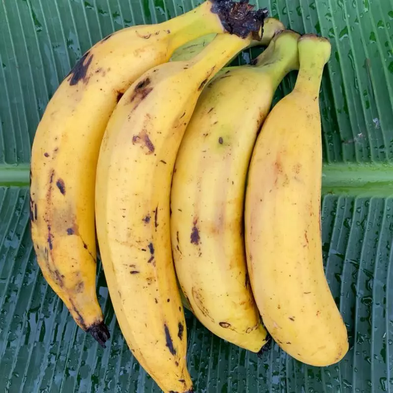 Banana da terra - Néia