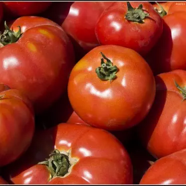 TOMATE SEGUNDA 2  KILOS