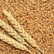 Germe de Trigo 100g
