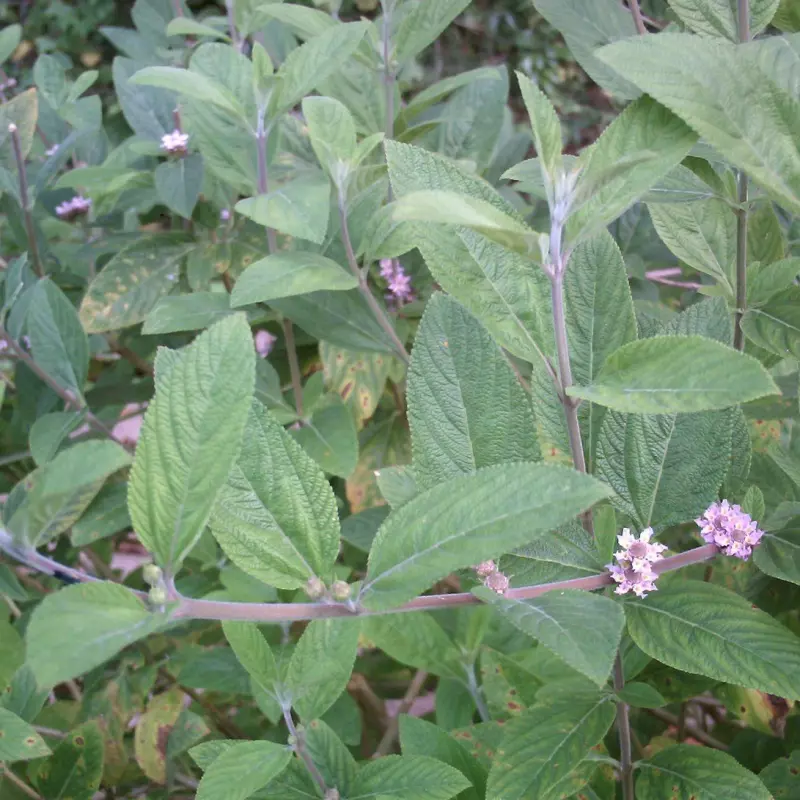Folhas de erva cidreira para chá