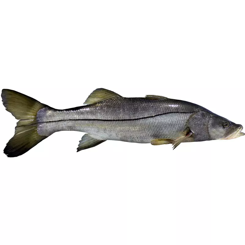 Róbalo