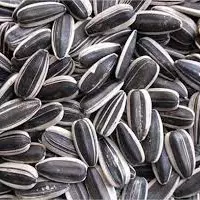 GIRASSOL GRAUDO KG (1181)