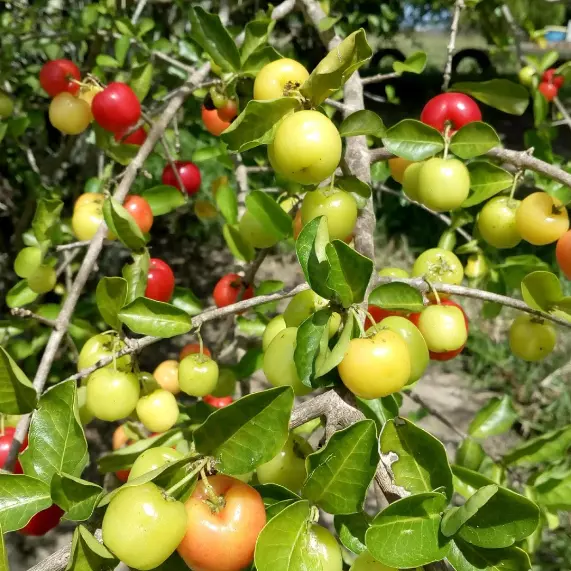 Acerola congelada (400g)