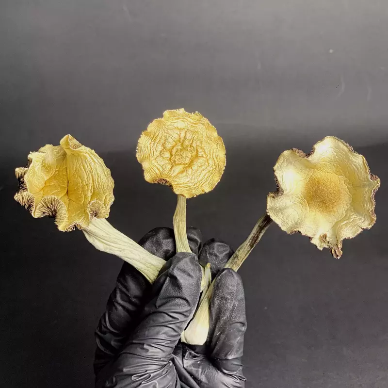 Hongo seco - Natalensis