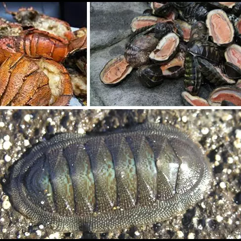 BOTANA DE CUCARACHA DE MAR