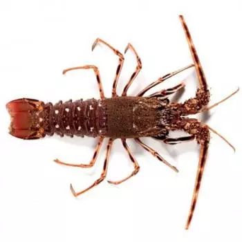 Langosta Pequeña