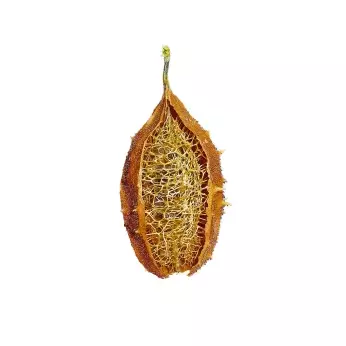 Buchinha do norte - 8g