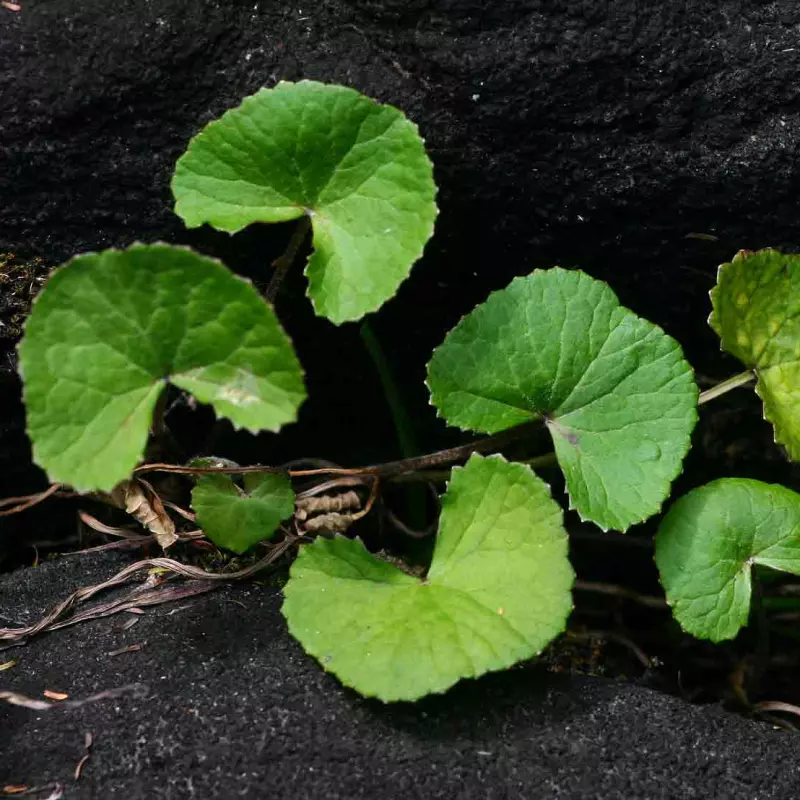Centella Asíatica 100g