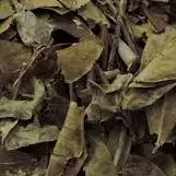 Jaborandi