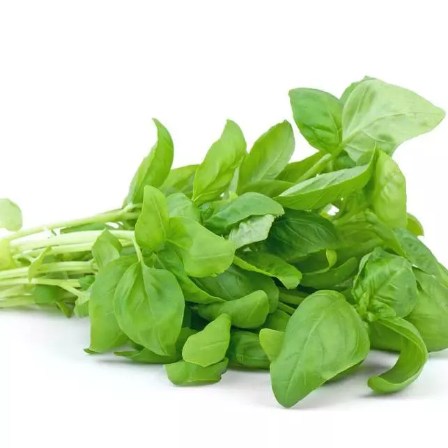 Albahaca