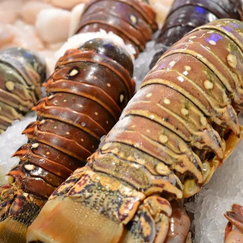 Lagosta tamanho médio KG