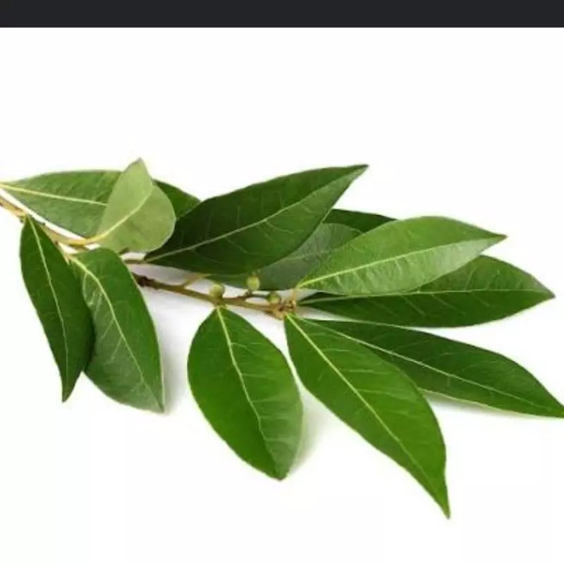Laurel fresco x 50gr