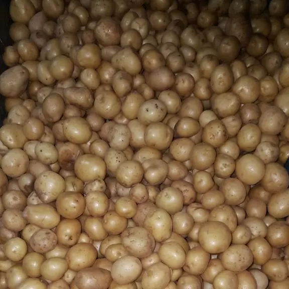 PAPA SEMILLA MALLA 1.5 KILOS