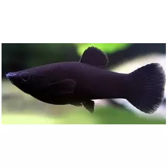 Molinesia Negra matriz