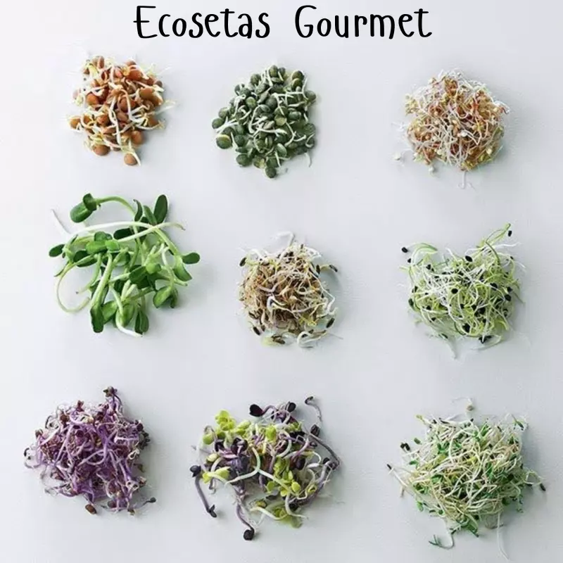 Caja de Brotes Orgánicos Mix 4 Especies 75gr.