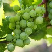 UVA VERDE SIN SEMILLA 500 GR